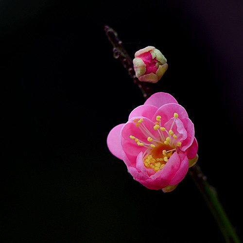 DSC_9182.jpg