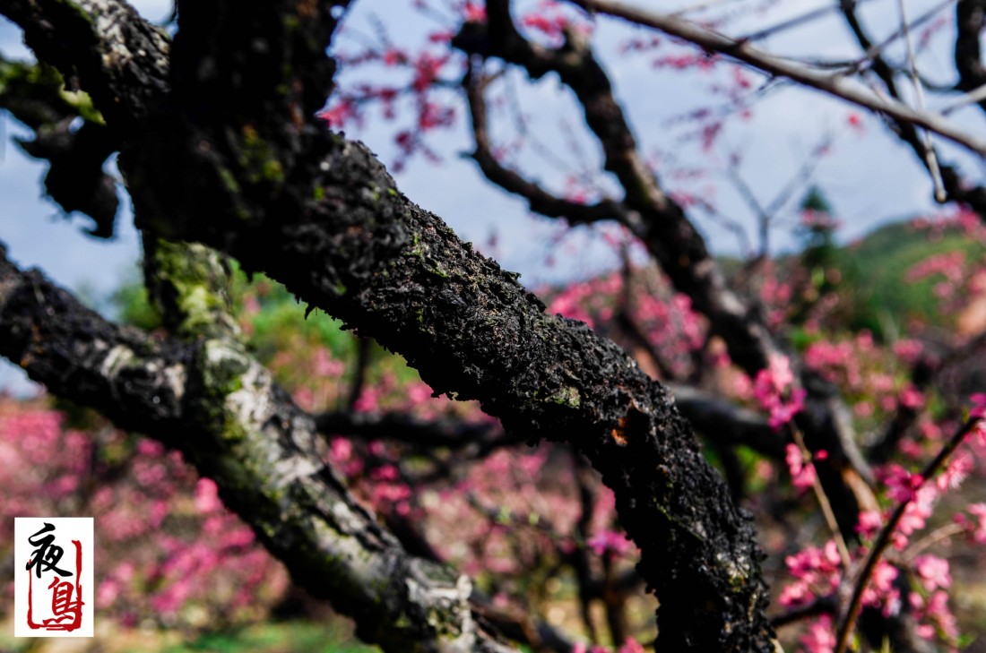 DSC_7068.jpg