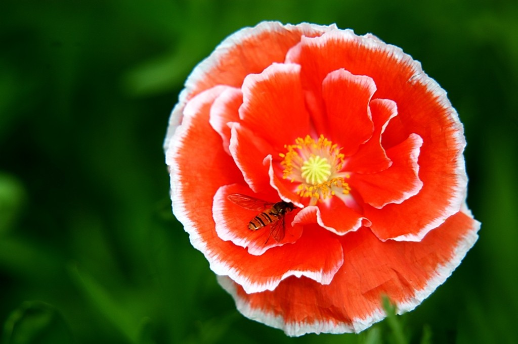 100415zpmx1se8yx4y22pf.jpg.thumb.jpg