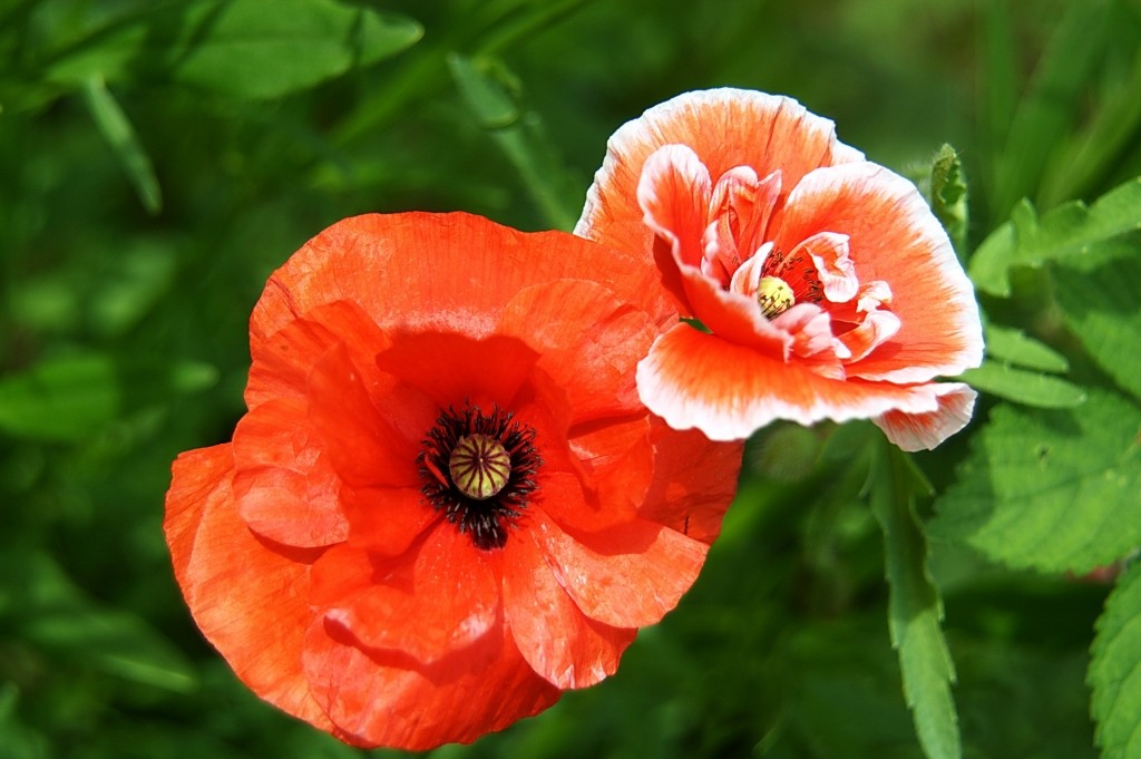 100510cx72p4m2dmwwu04u.jpg.thumb.jpg