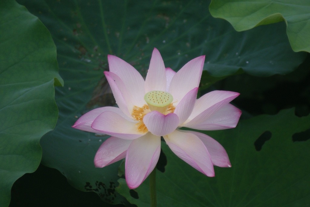 200801rafaedaiai5iaxti_jpg_thumb.jpg