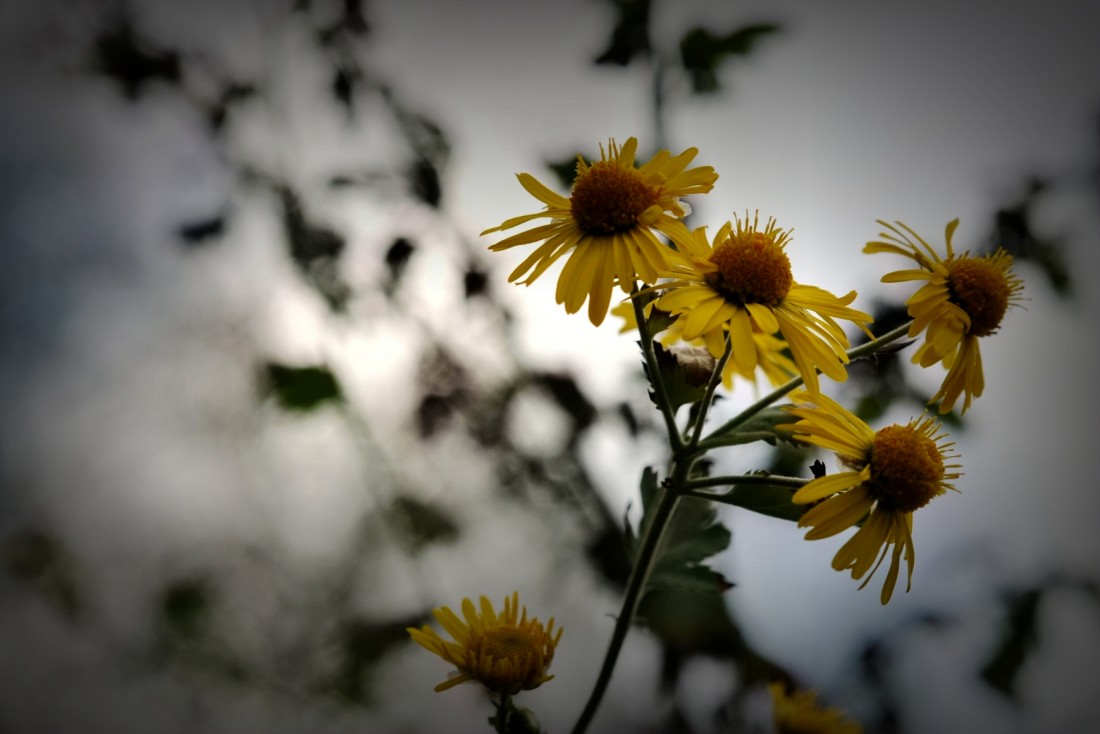 DSC_1825_.jpg