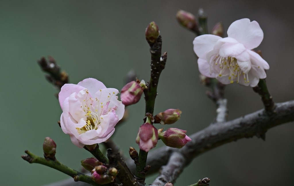 131630qo5l477lz3ig56l7_jpg_thumb.jpg
