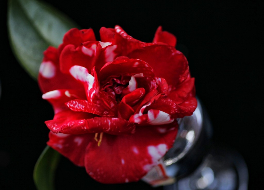 140946j4se004xpqnjkf4n_jpg_thumb.jpg