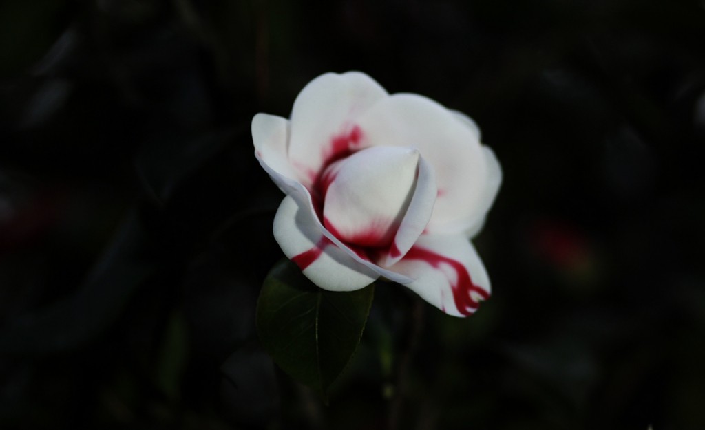 140915xt92x7d77jdz42ds_jpg_thumb.jpg