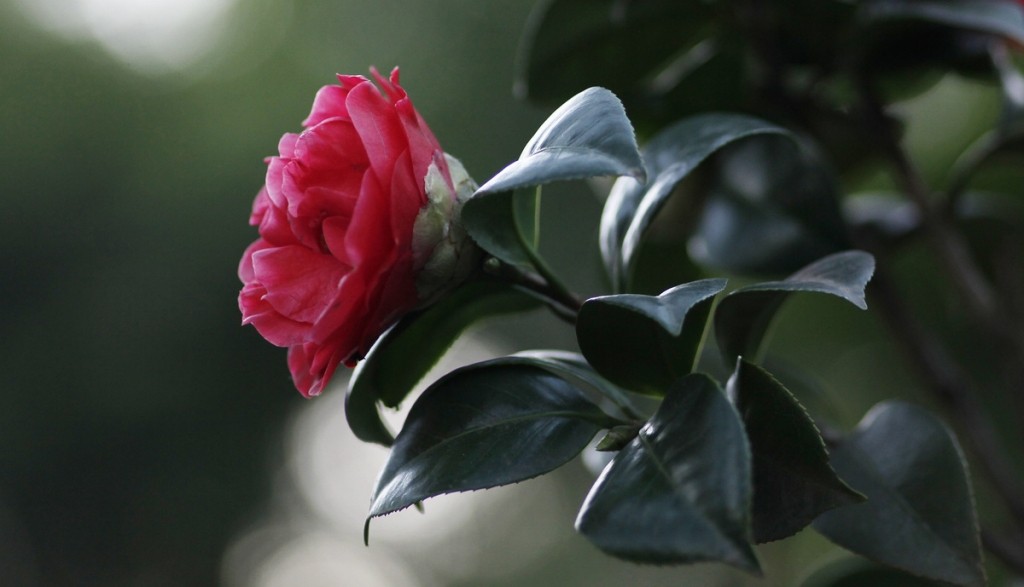 140959shxjen2twe1oxtgl_jpg_thumb.jpg