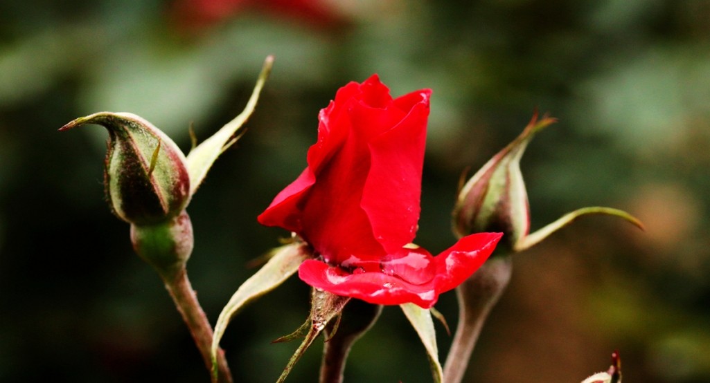 103657n8bxfx5a8ba3x2ax_jpg_thumb.jpg