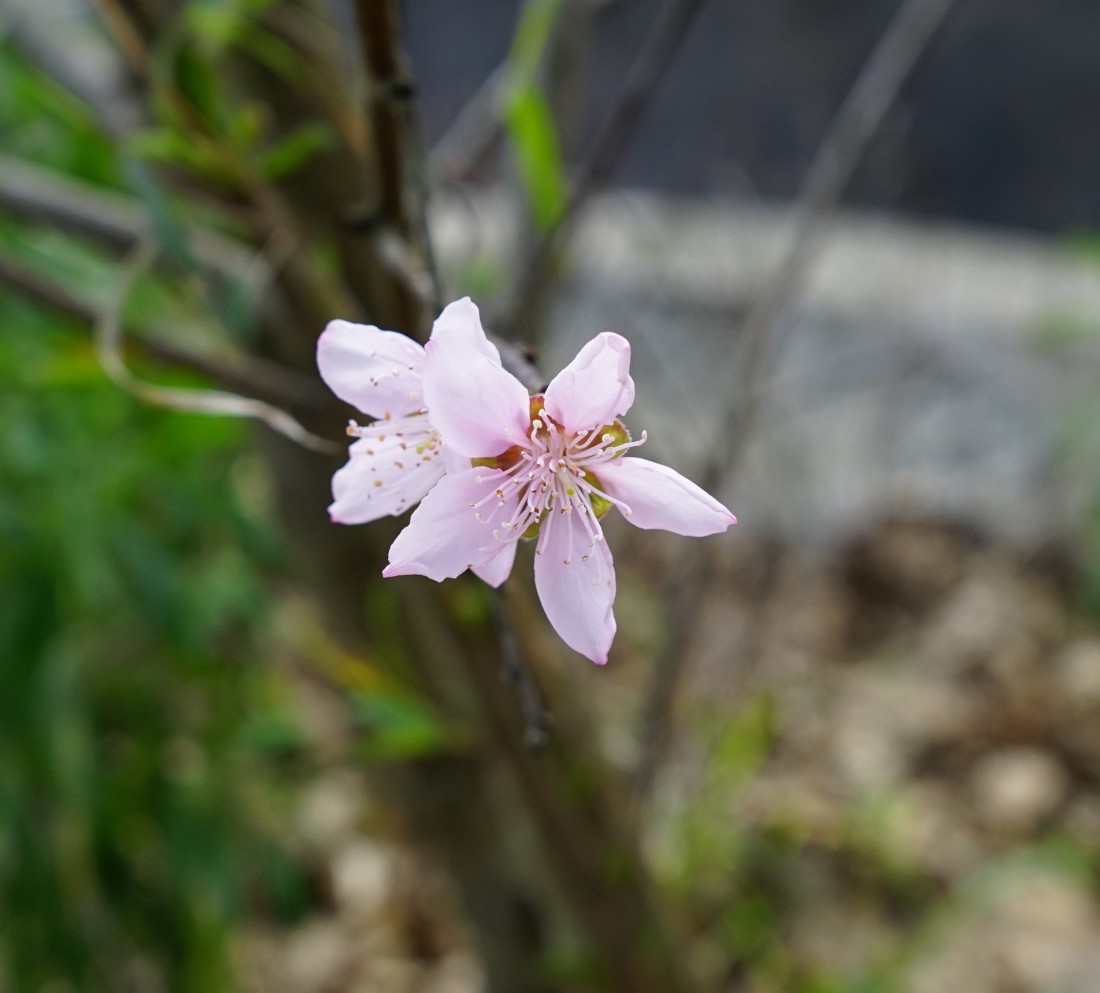 DSC06553.jpg
