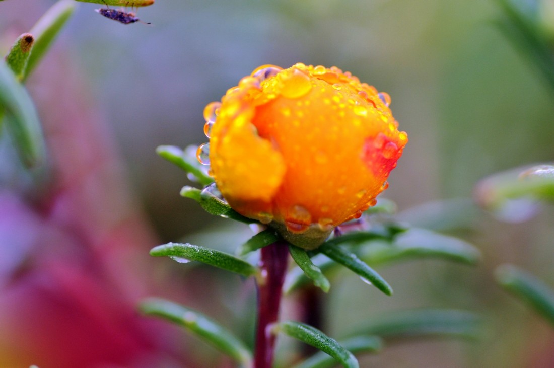DSC_0067_.jpg