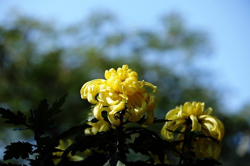 065633czipbt46ii33ztb3_jpg_thumb.jpg