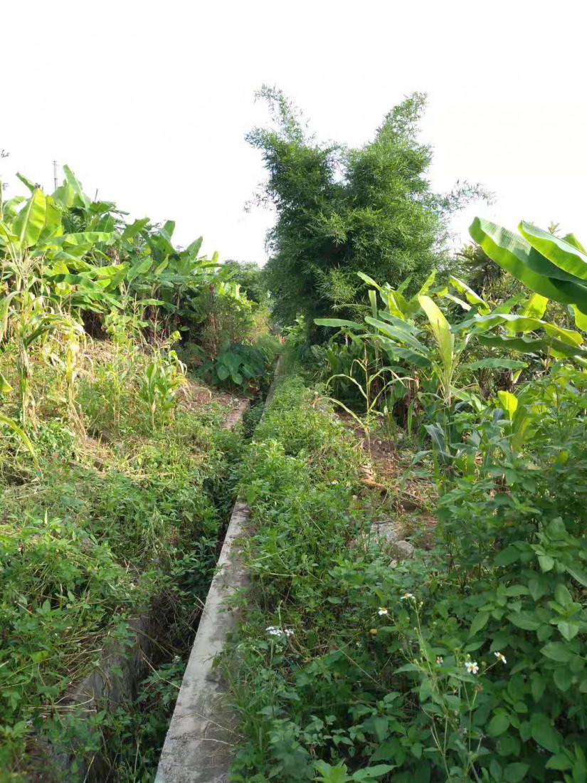ba-hua-sheng-1.jpg