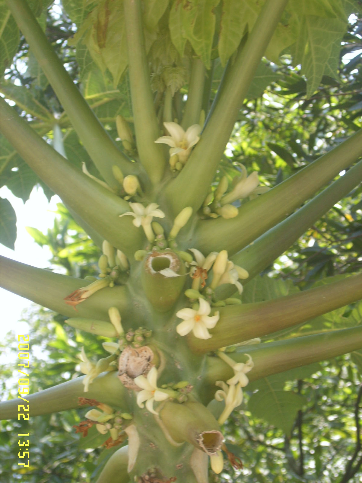 SUC52896.JPG