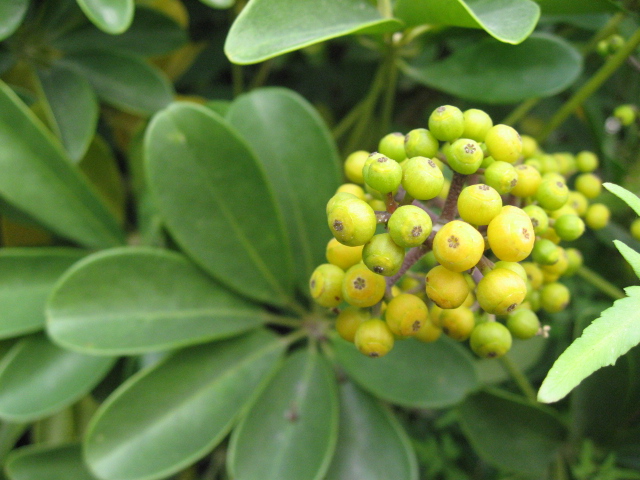 Ƭ 079.jpg