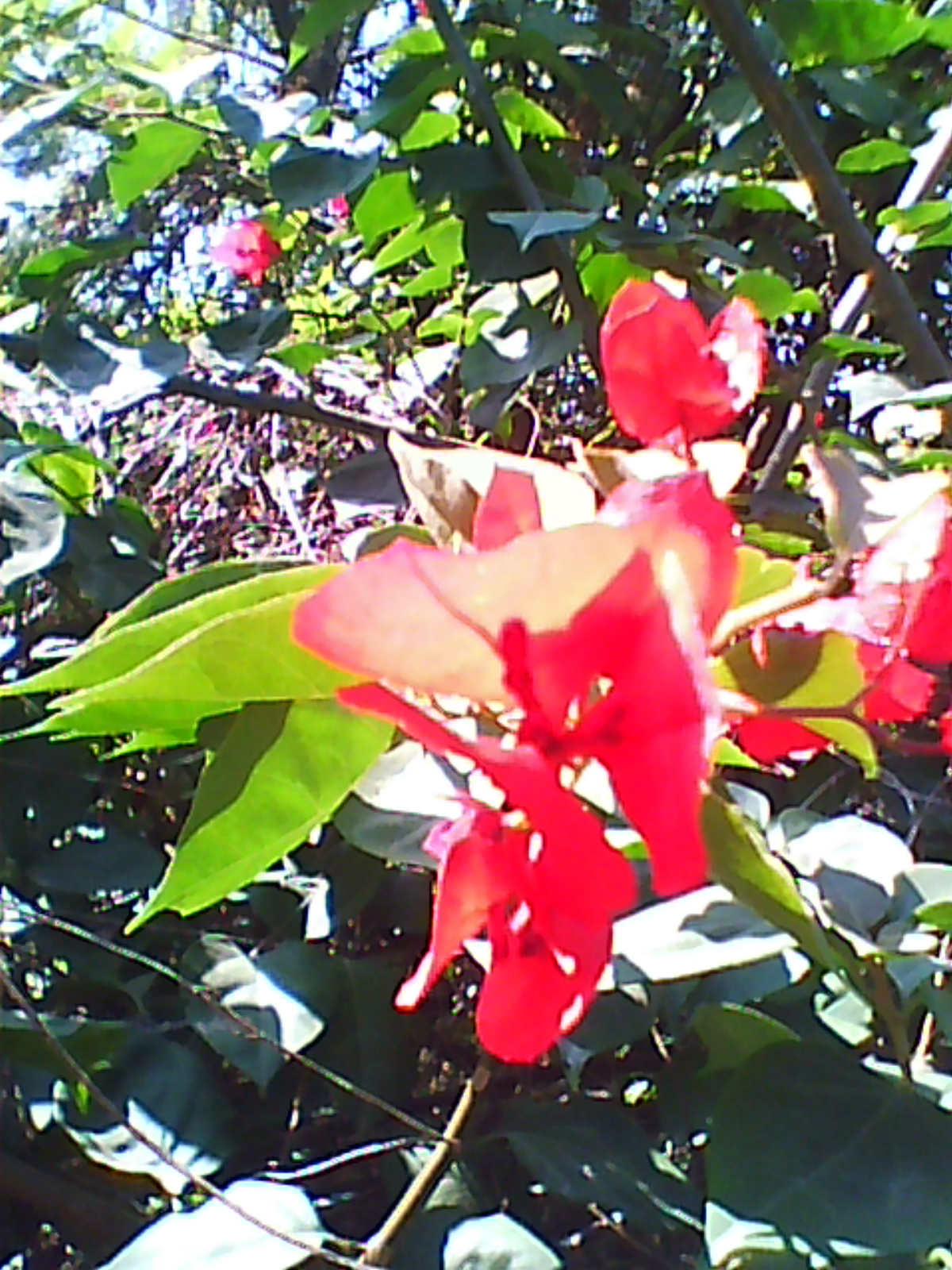 DC0010.jpg