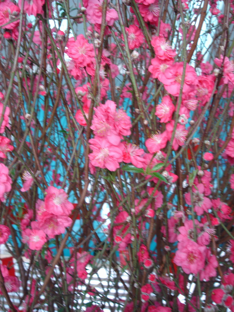 DSC03137.JPG