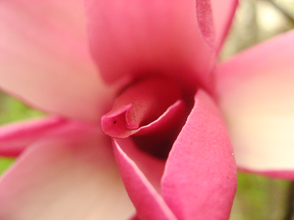 IMG_5305.jpg