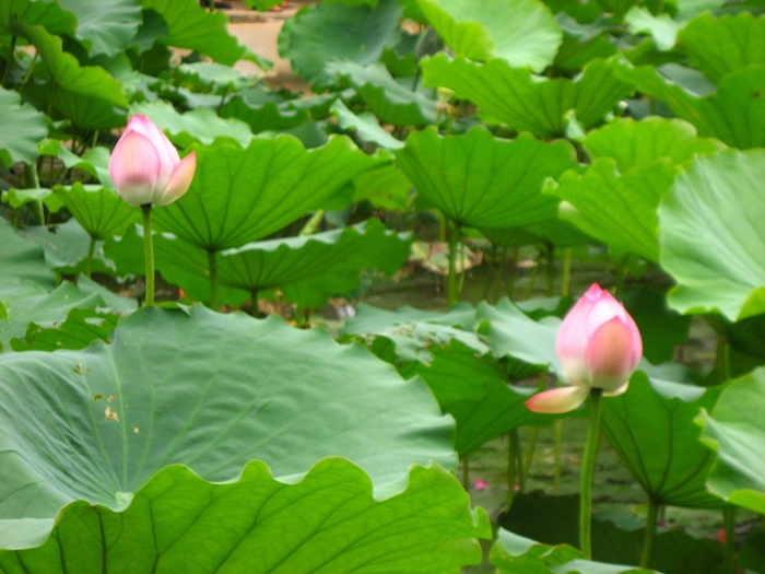 Ƭ 071.jpg
