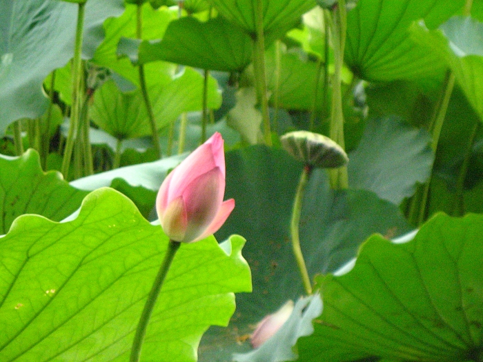 Ƭ 021.jpg