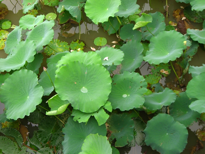 Ƭ 077.jpg