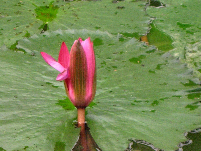 Ƭ 042.jpg