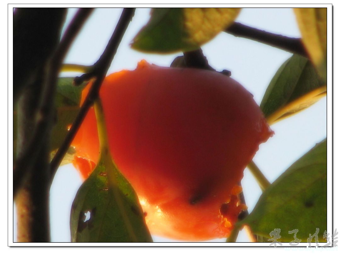 Ƭ 014.jpg