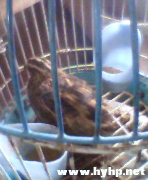 IMG0015A.jpg