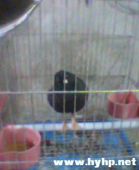 IMG0016A.jpg