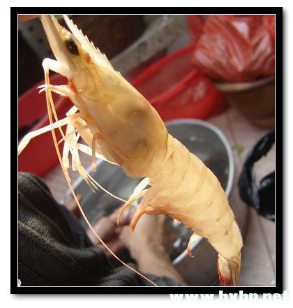 虾.jpg