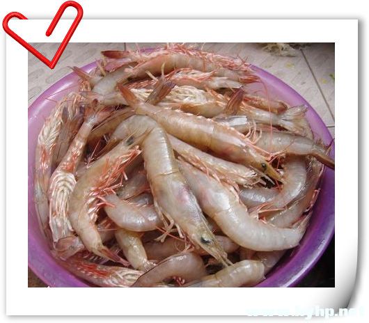 新鲜活蹦乱跳的虾.jpg