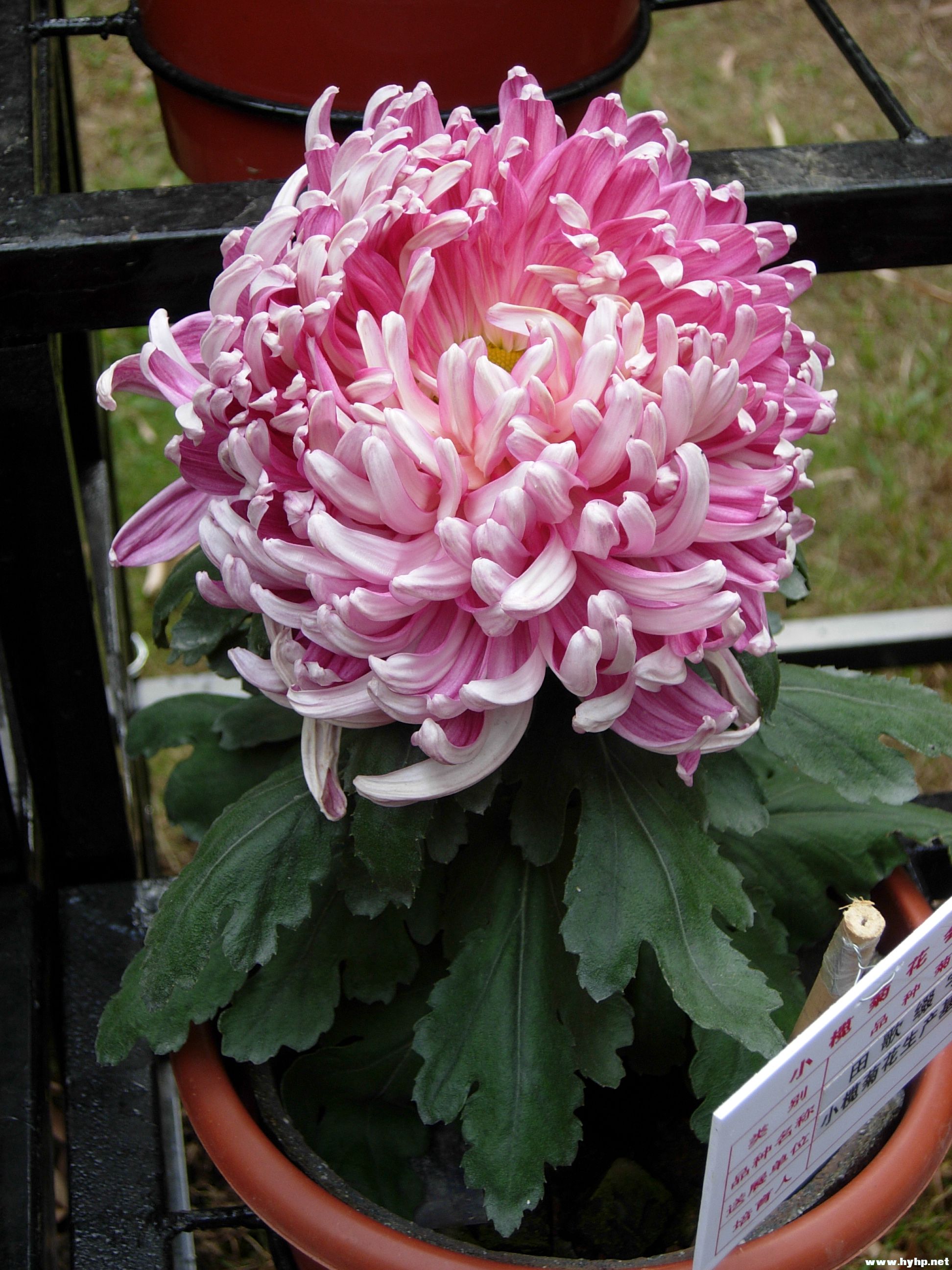 DSCN3974.JPG
