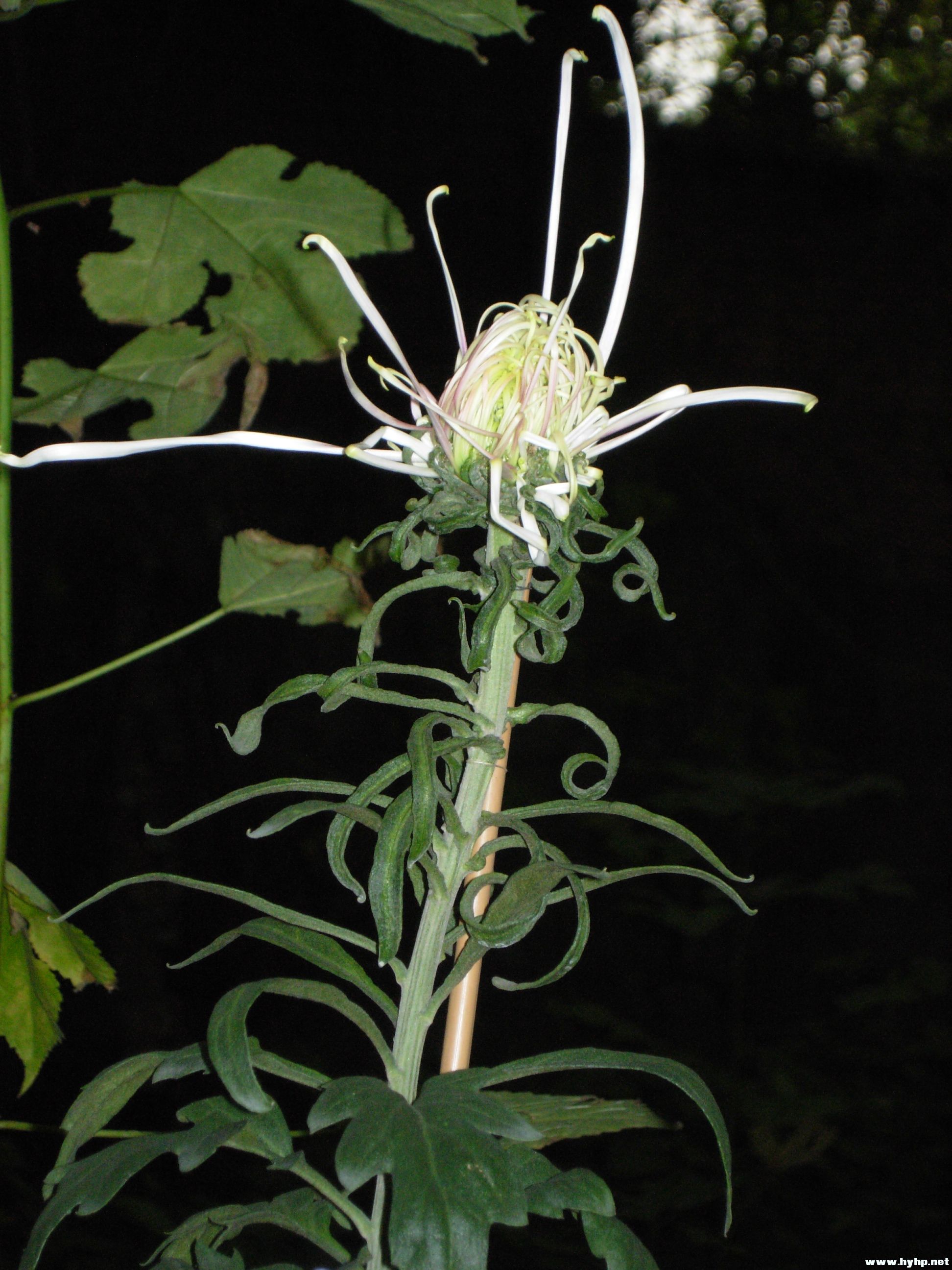 DSCN3999.JPG