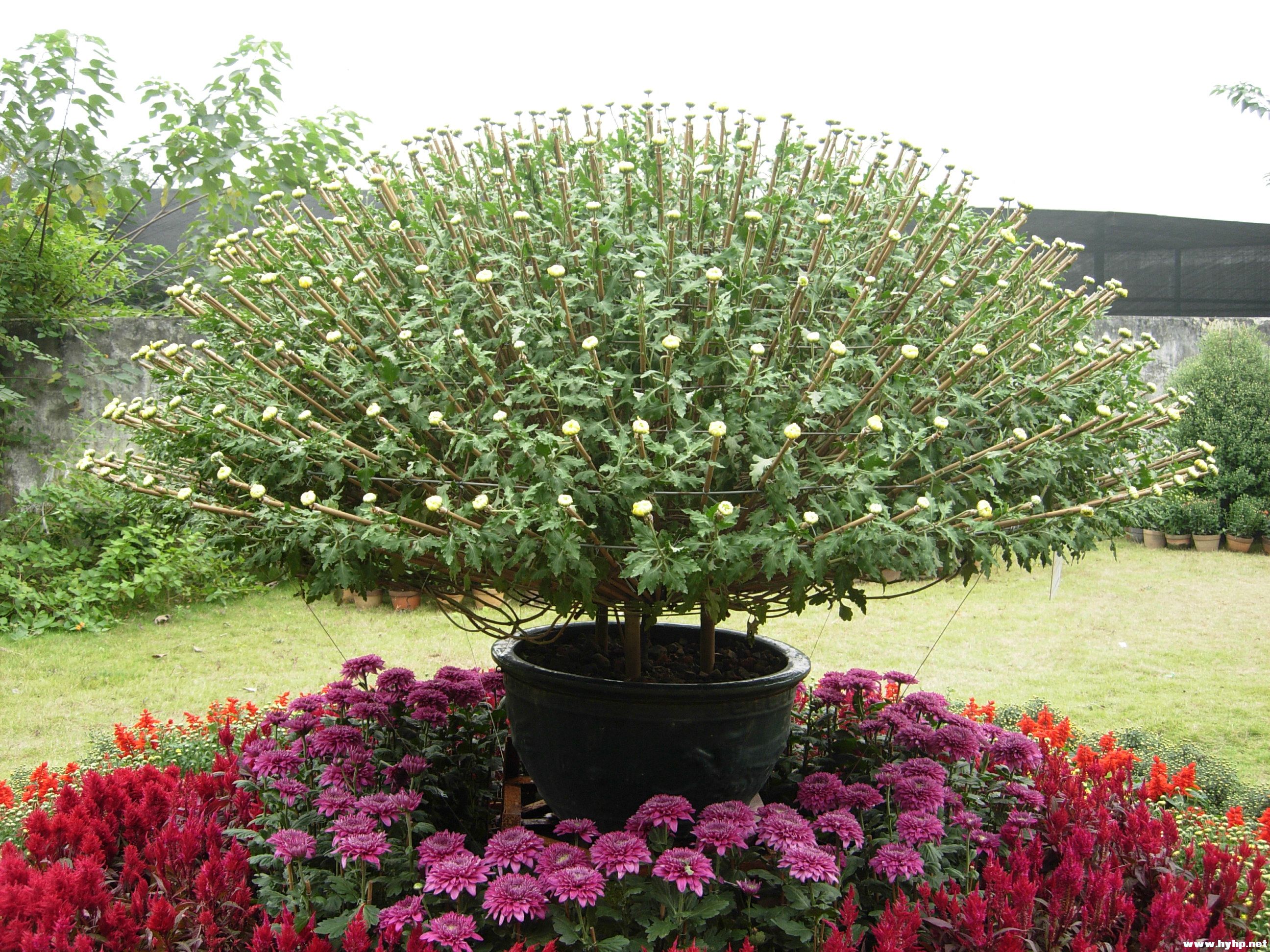 DSCN4005.JPG