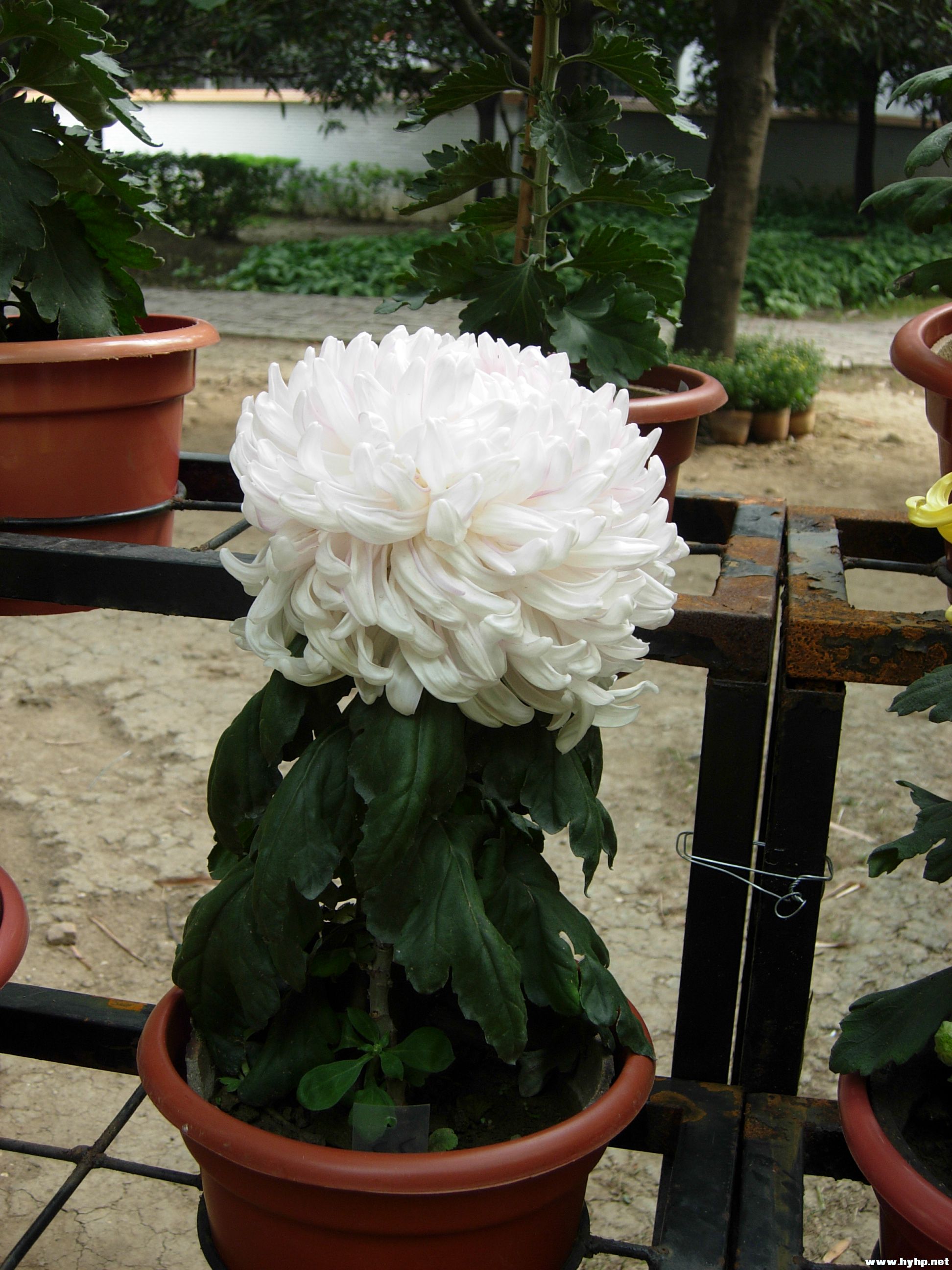 DSCN3960.JPG