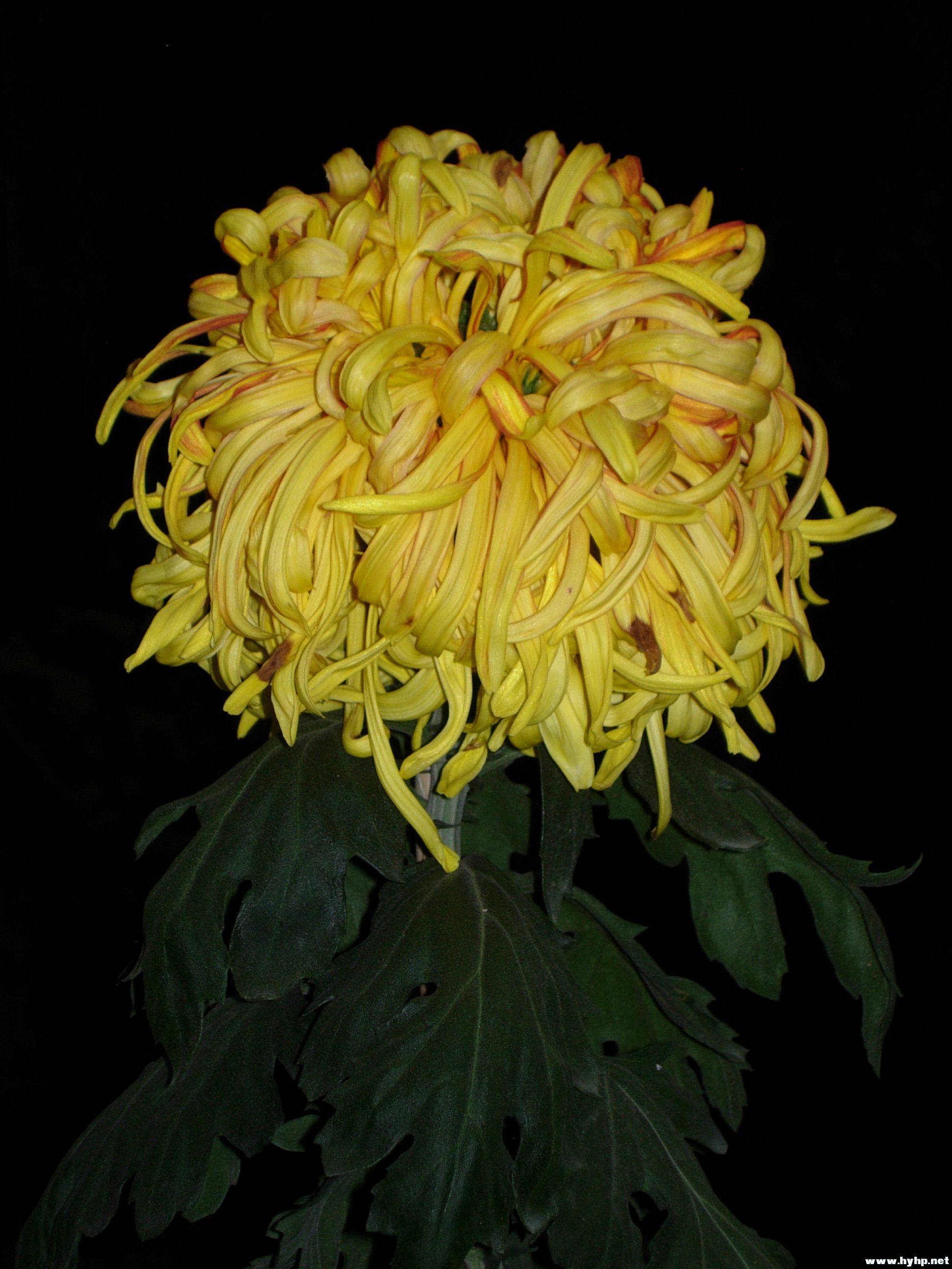 DSCN3994.JPG