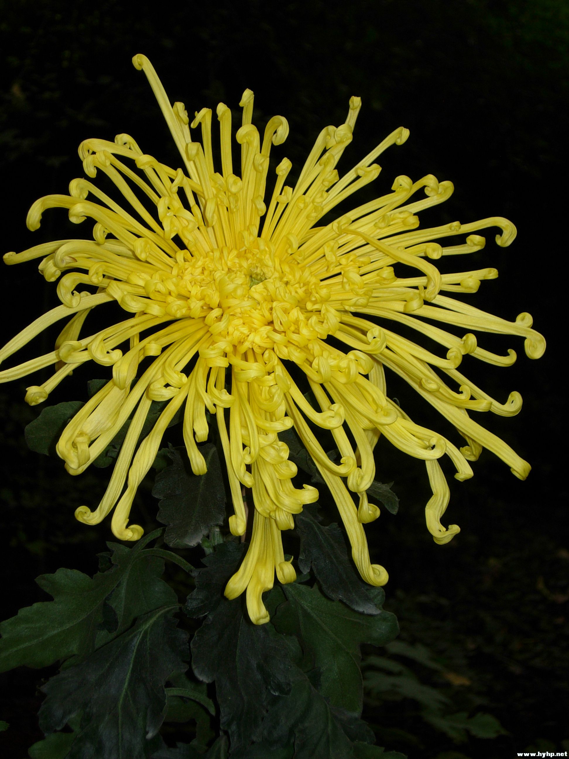 DSCN4001.JPG