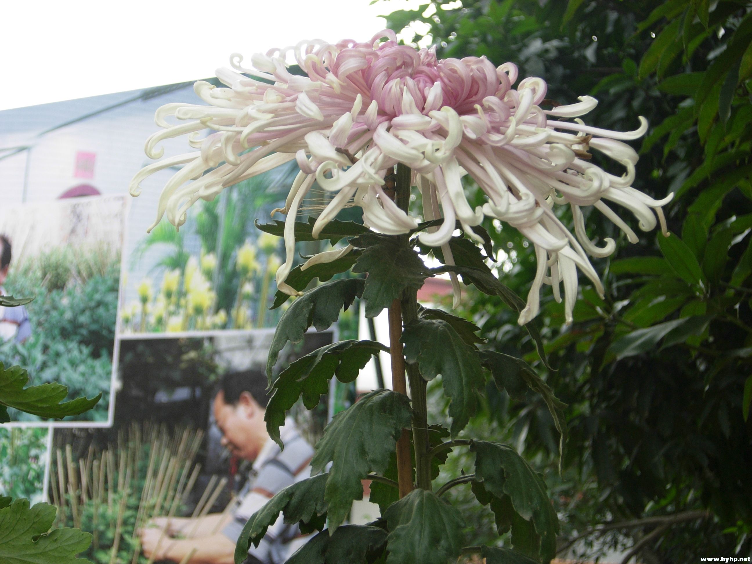 DSCN3953.JPG