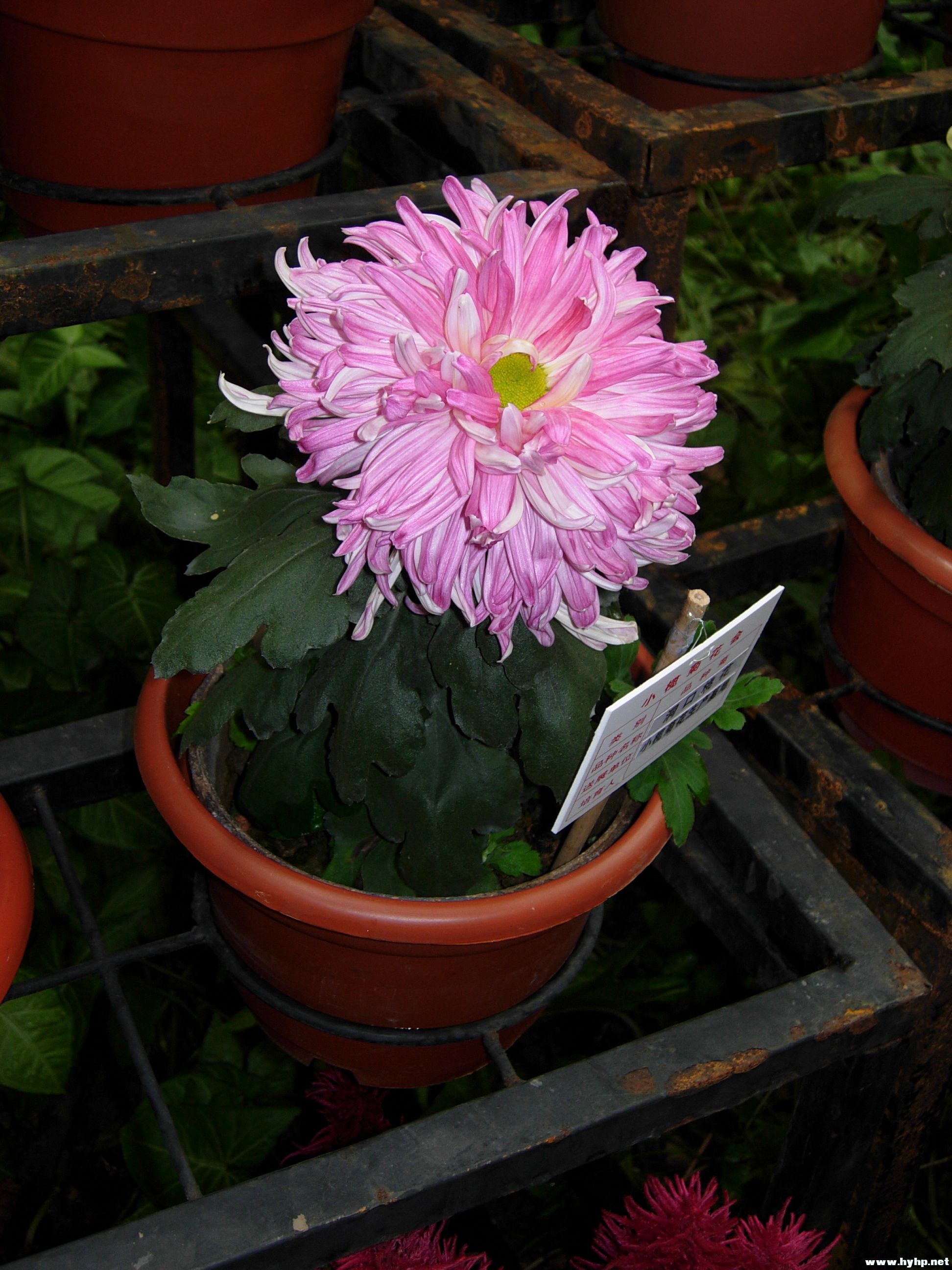 DSCN3990.JPG