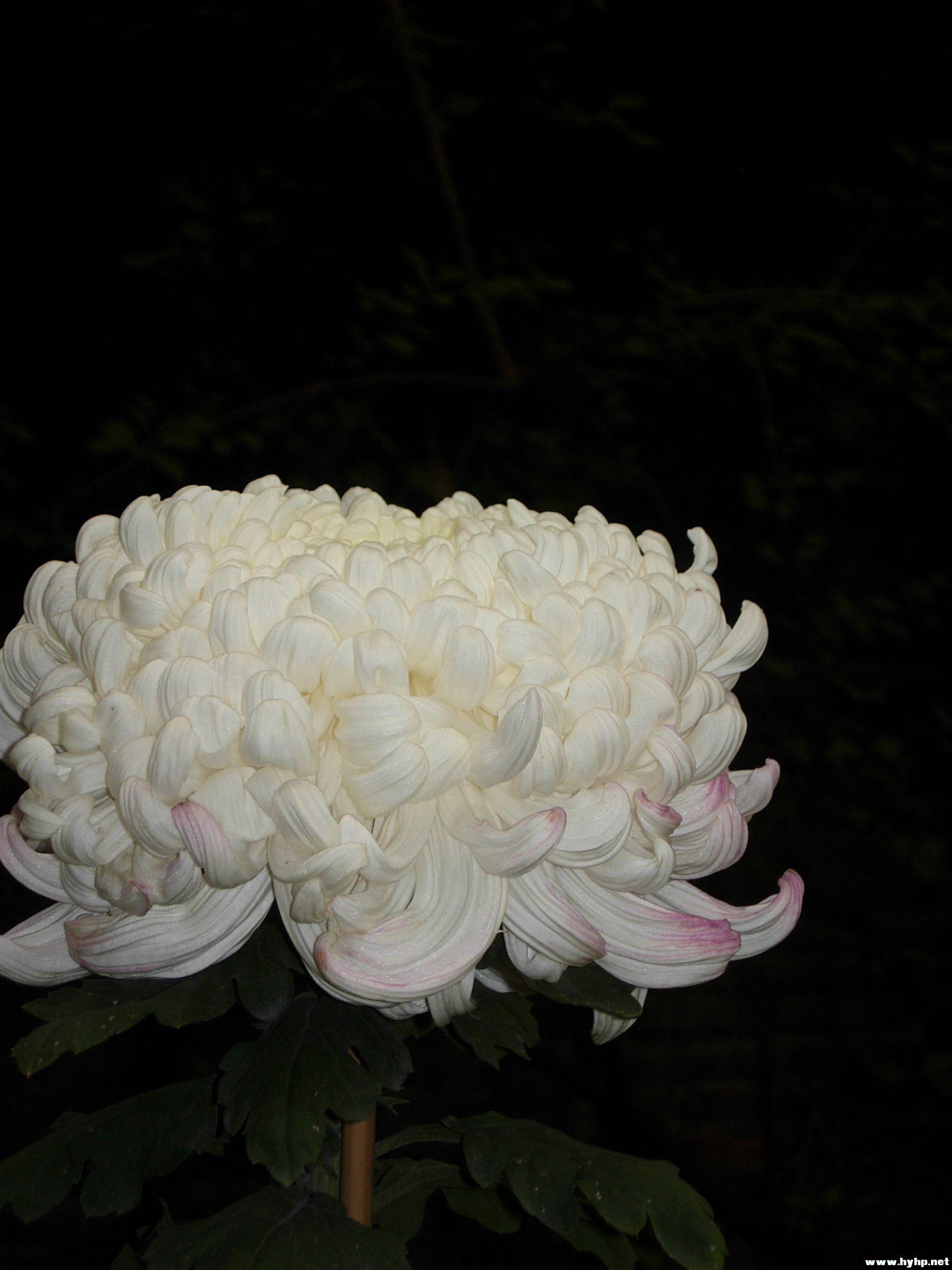 DSCN3992.JPG