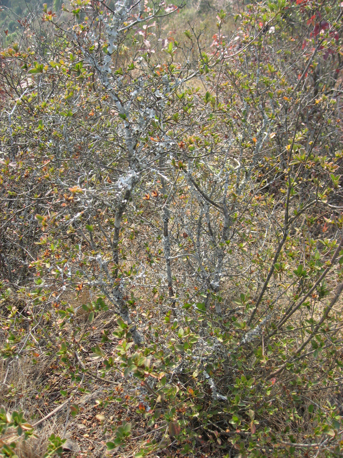 IMG_8077.jpg