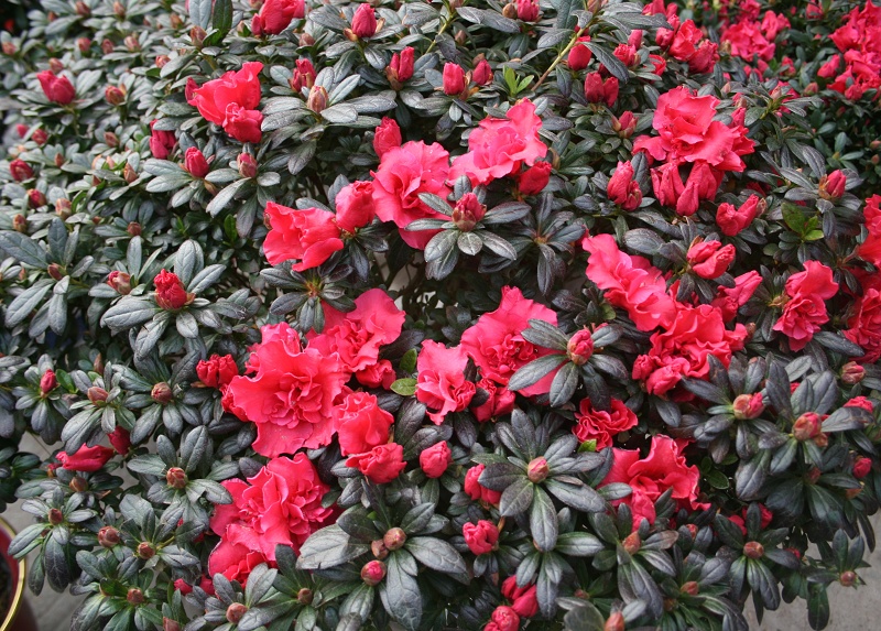 20110128 044.jpg