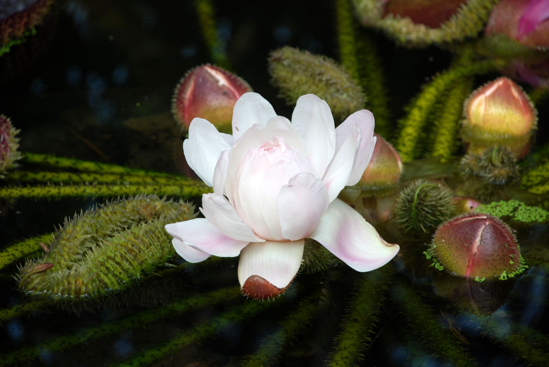 DSC_0107.JPG