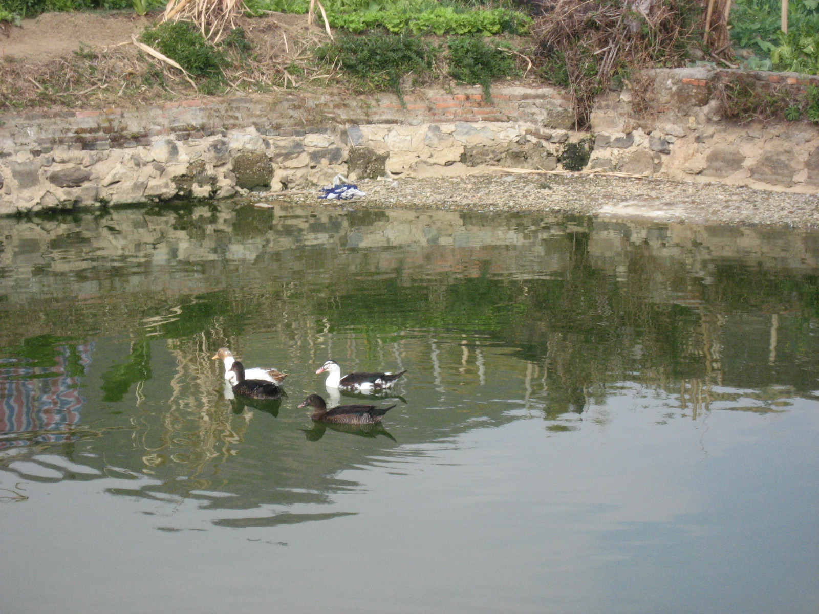 IMG_8772.jpg