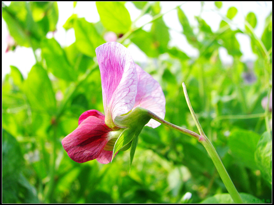 Ƭ 085.jpg