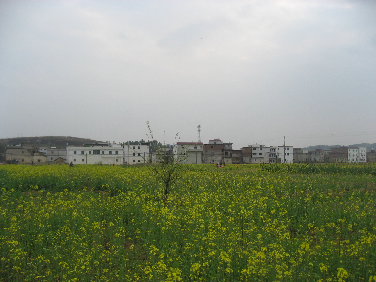 IMG_9668.jpg