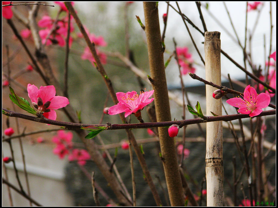 Ƭ 009.jpg