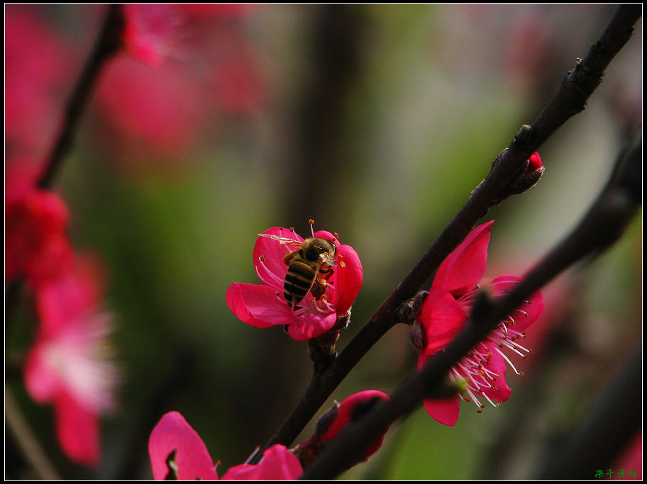 Ƭ 009.jpg