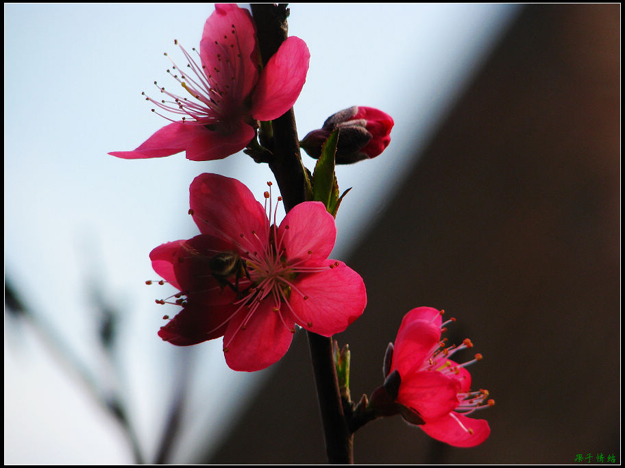 Ƭ 037.jpg