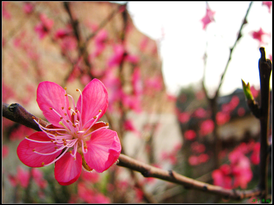 Ƭ 069.jpg