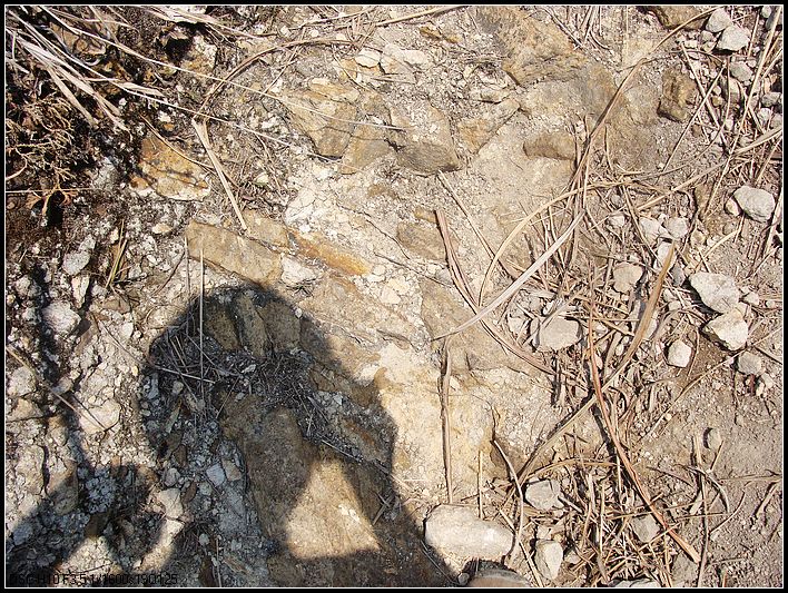 DSC001 (31).jpg