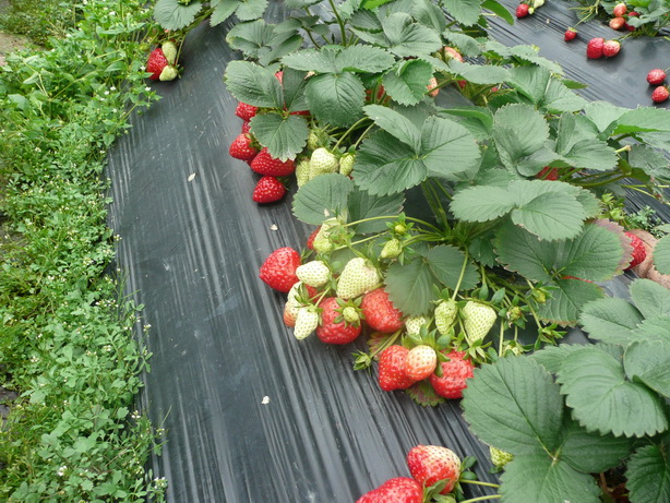 P1020084.JPG